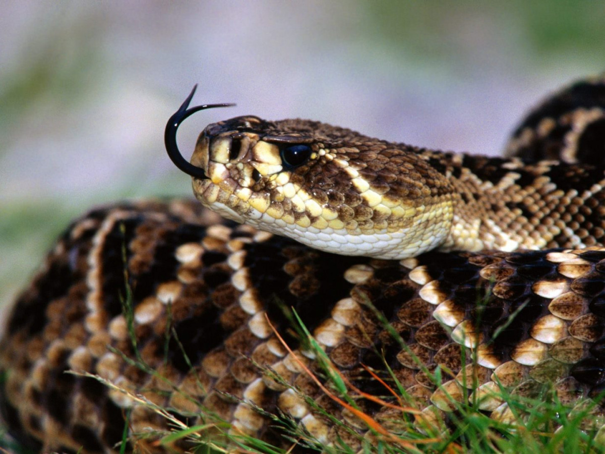 Las 10 serpientes venenosas del mundo MasDestacados.com